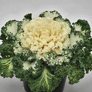 Brassica oleracea <br>FLOWERING KALE NAGOYA WHITE