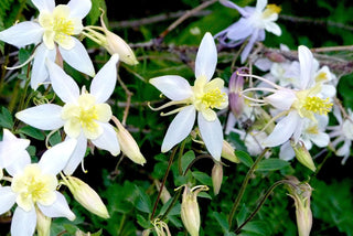 Aquilegia caerulea <br>DWARF COMPACT COLUMBINE MIX