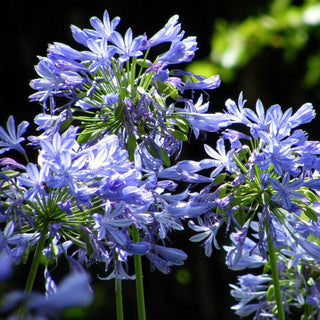 Agapanthus africanus <br>VARIEGATED LILY Of THE NILE