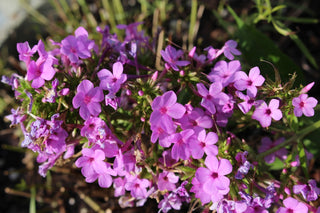 Lobelia speciosa <br>PINK CARDINAL FLOWER 'Starship Rose'