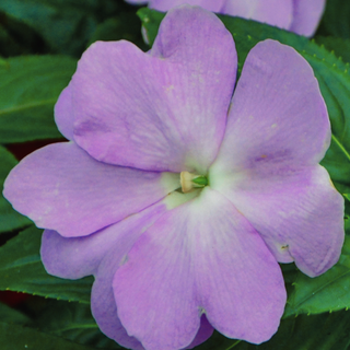 Impatiens walleriana <br>IMPATIENS 'DEVINE BLUE PEARL'