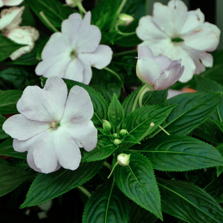 Impatiens hawkeri <br>NEW GUINEA IMPATIENS 'PROLIFIC WHITE'