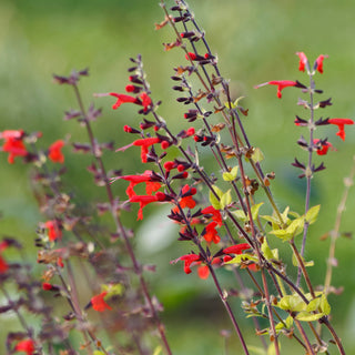 Salvia coccinea <br>SAGE SCARLET 'FOREST FIRE'