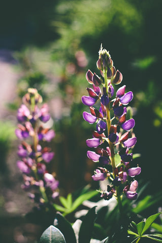 Lupinus chamissonis <br>CHAMISSO BUSH LUPIN