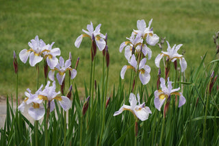 Iris siberica <br>SIBERIAN IRIS <br>Organic