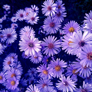 Symphyotrichum laeve <br>ASTER SMOOTH BLUE