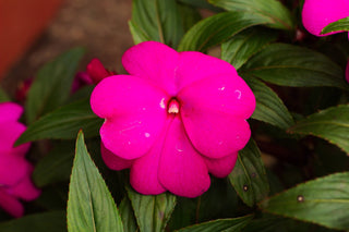 Impatiens hawkeri <br>NEW GUINEA IMPATIENS VIOLET