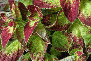 Coleus blumei <br>COLEUS 'ROSE LIME'