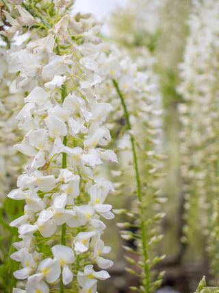 Wisteria sinensis alba <br>WHITE WISTERIA