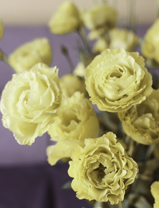 Eustoma grandiflorum <br>LISIANTHUS RUFFLED YELLOW