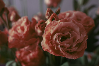 Eustoma grandiflorum <br>LISIANTHUS ROSANNE BROWN