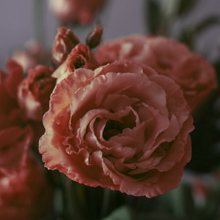 Eustoma grandiflorum <br>LISIANTHUS ROSANNE BROWN