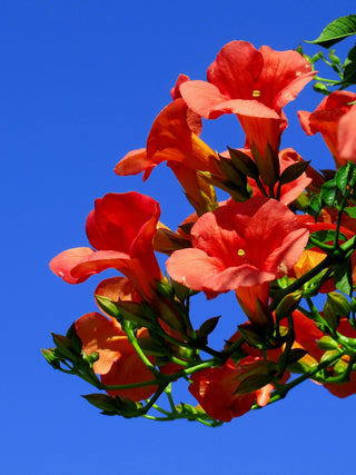Campsis radicans <br>TRUMPET CREEPER VINE