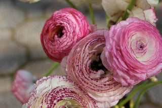 Ranunculus mache <br>TALL RANUNCULUS CUTFLOWER MIX