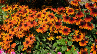 Rudbeckia hirta <br>GLORIOSA DAISY