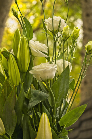 Eustoma grandiflorum <br>LISIANTHUS WHITE/CREAM MIX (non-coated)