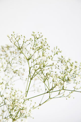 Gypsophila paniculata <br>BABY'S BREATH