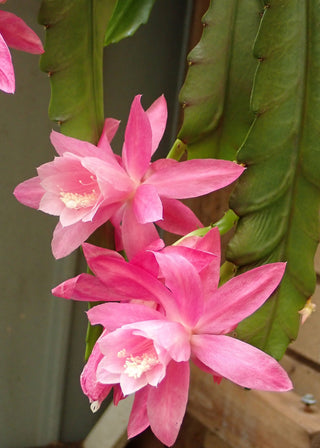 Epiphyllum crenatum <br>ORCHID CACTUS