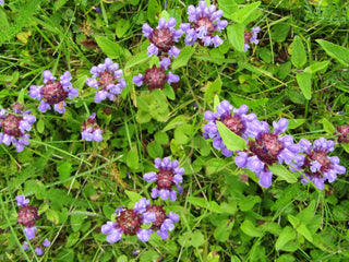 Prunella vulgaris <br>HEAL ALL, SELF HEAL