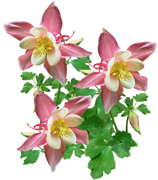 Aquilegia caerulea <br>GIANT COLUMBINE MIX