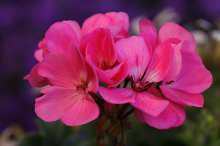 Pelargonium <br>GERANIUM ZONAL MIX