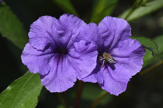 Petunia <br>PETUNIA BLUEBERRY MUFFIN MIX