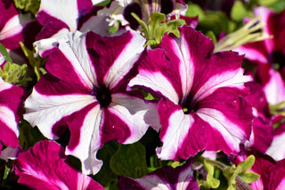 Petunia <br>PETUNIA STARS MIX