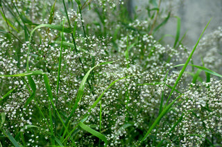 Gypsophila paniculata <br>BABY'S BREATH