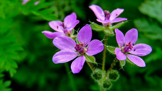 Erodium manescavii <br>HERON'S BILL