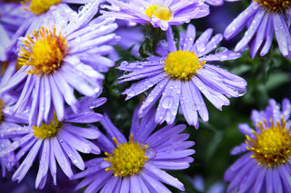 Symphyotrichum, Aster novi-belgii <br>MIX WILD ASTER