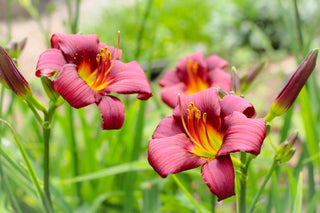 Hemerocalis <br>DAYLILY MINIATURE EARLY BLOOMERS MIX