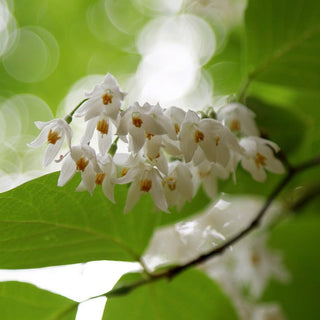 Styrax obassia <br>FRAGRANT SNOWBELL