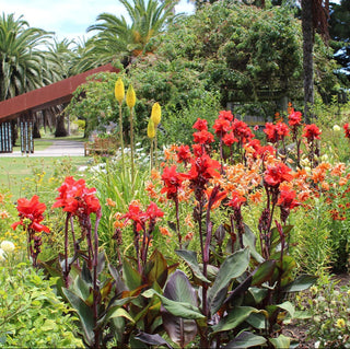 Canna indica <br>CANNA MIX