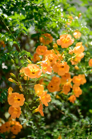 Campsis radicans flava <br>GOLD TRUMPET VINE Yellow