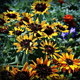 Rudbeckia hirta <br>RUDBECKIA 'SONORA'