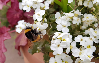 Arabis caucasica <br>ROCK CRESS WHITE SNOWBALL