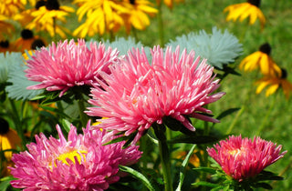 Callistephus chinensis <br>ASTER GIANT POMPOM MIX