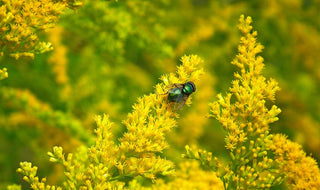 Solidago speciosa <br>SHOWY GOLDENROD