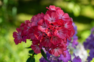 Phlox paniculata <br>PERENNIAL PHLOX NEW HYBRIDS