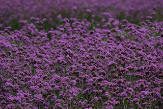 Verbena bonariensis <br>TALL VERBENA, PURPLETOP VERVAIN, BRAZILIAN