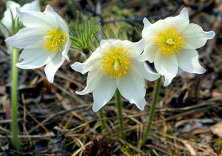 Pulsatilla occidentalis <br>WESTERN ANEMONE