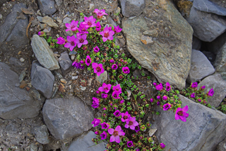 Saxifraga ardensii <br>PURPLE MOSS ROSE, SAXIFRAGE