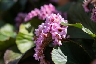 Bergenia purpurascens <br>ELEPHANTS EARS, PURPLE BERGENIA