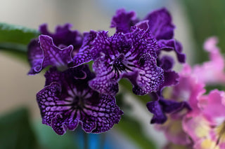 Streptocarpus <br>CAPE PRIMROSE MIX