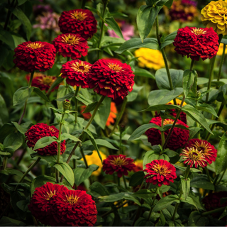 Zinnia elegans <br>GIANT DEEP RED ZINNIA