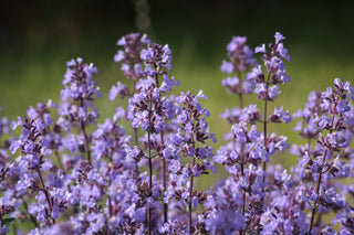 Nepeta cataria <br>CATNIP