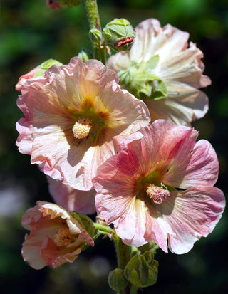 Alcea rosea <br>HOLLYHOCK MIX