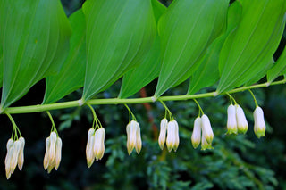 Polygonatum canaliculatum <br>GIANT SOLOMON'S SEAL