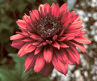 Rudbeckia hirta <br>DOUBLE RUDBECKIA 'SAHARA'