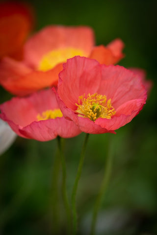 Papaver nudicaule, Oreomecon nudicaulis <br>ICELAND POPPY PINK CHAMPAGNE BUBBLES